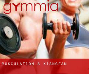 Musculation à Xiangfan Musculation à Xiangfan