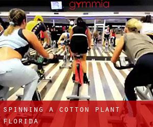 Spinning à Cotton Plant (Florida)